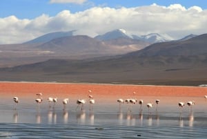 From Uyuni: Laguna Colorada and Salar de Uyuni 3-Day + Meals