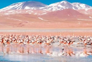 From Uyuni: Laguna Colorada and Salar de Uyuni 3-Day + Meals