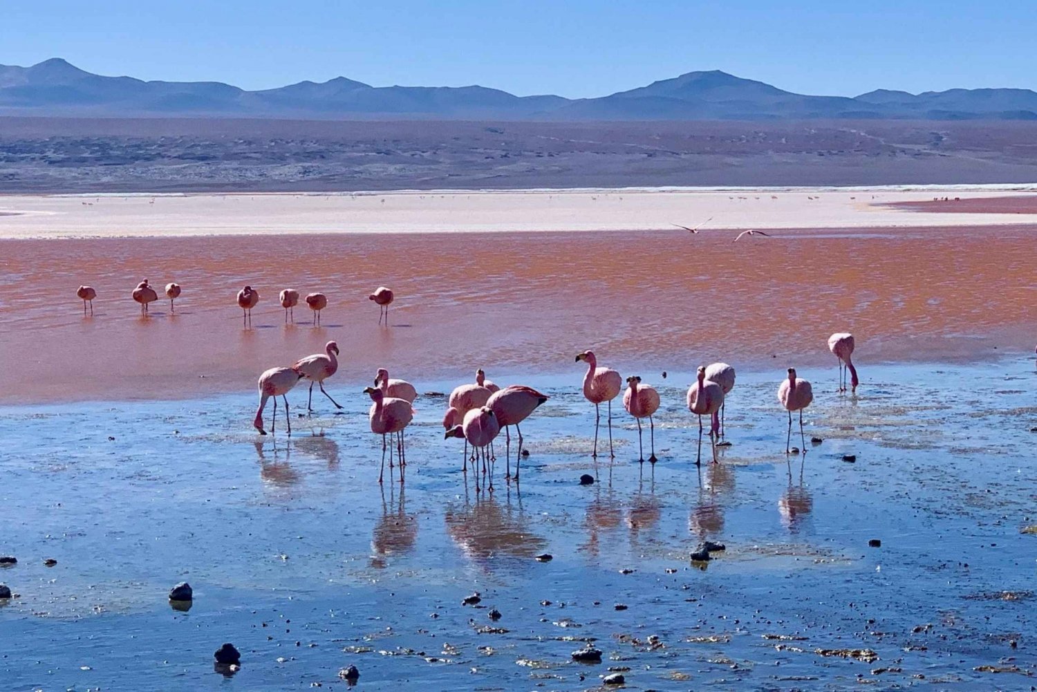 Depuis Uyuni : Circuit de 3 jours à la Laguna Colorada et au Salar d'Uyuni