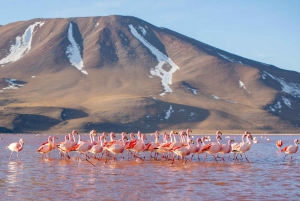 Från Uyuni: 3-dagars tur till Laguna Colorada och Salar de Uyuni