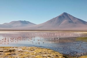 From Uyuni: Private Day trip Laguna Colorada.