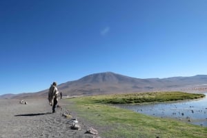 From Uyuni: Private Day trip Laguna Colorada.