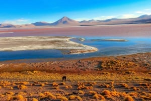 Depuis Uyuni : Visite guidée de 3 jours de la lagune rouge et des salines d'Uyuni