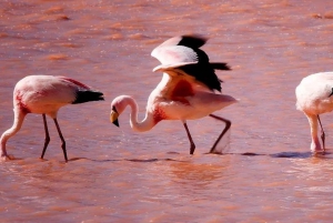 Z Uyuni: Salar de Uyuni 3 dni 2 noce