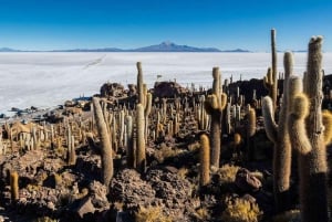 Vanuit Uyuni: Salar de Uyuni met Incahuasi eiland - Hele dag