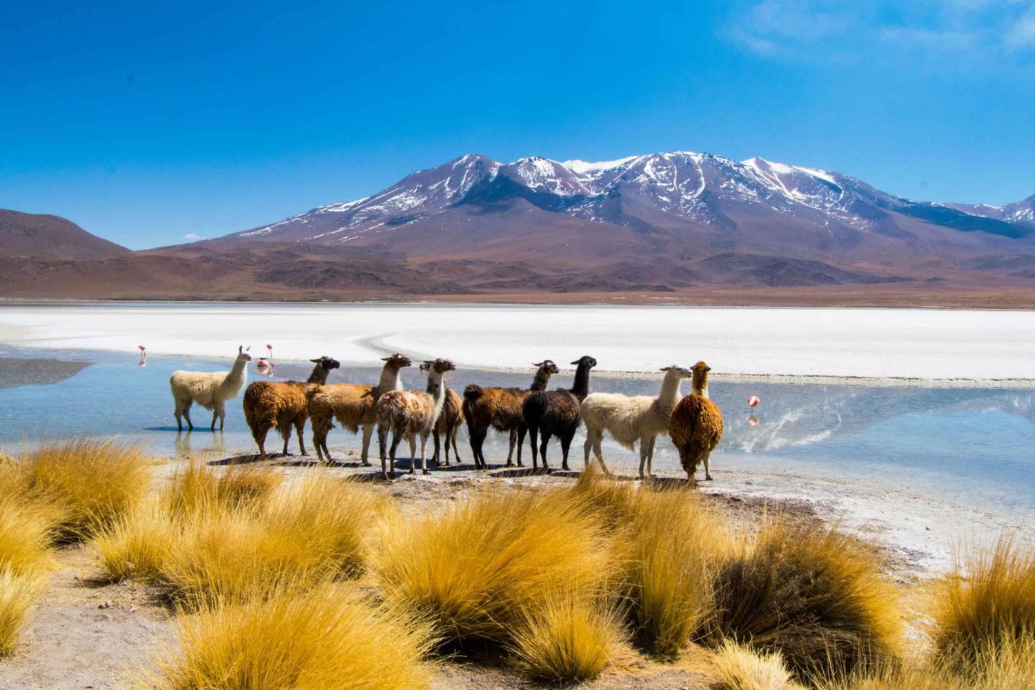 Uyuni: 3 day-tour, salt flats & surrealistic deserts