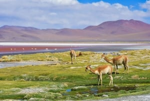 Uyuni: 3 päivän retki, suolatasankoja ja surrealistisia aavikoita