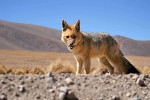 Uyuni: 3 day-tour, salt flats & surrealistic deserts