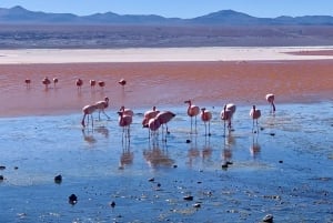 fra Uyuni: Uyunis saltslette 3 dager