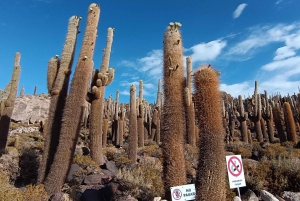 Uyuni Salt Flat heldagstur for 4 med engelsktalende guide