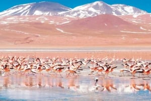 Geyser e Salar de Uyuni 3 dias | Flamingos