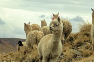 Wanderung Charquini und Lagunen von Huayna Potosí (Westseite)