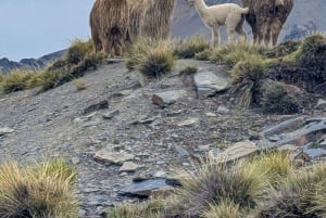 Wanderung Charquini und Lagunen von Huayna Potosí (Westseite)