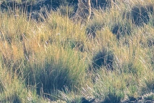 Charquini-vuoren ja Huayna Potosín laguunien patikointi (länsipuoli)
