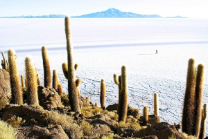 Excursion en jeep à l'île d'Incahuasi et au salar d'Uyuni.