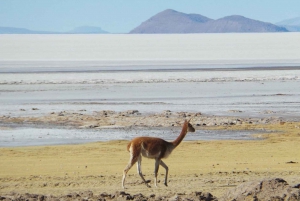 La Paz : Visite à la journée des salines d'Uyuni par vol avec hôtel