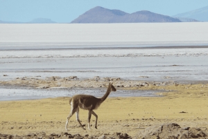 La Paz: 1-dniowa wycieczka Uyuni Salt Flats Tour lotem z hotelem