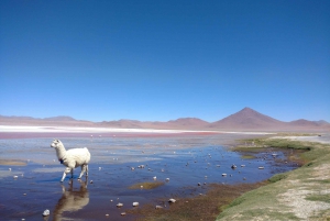 La Paz: 4-Day Uyuni & Colored Lagoons with Flight and Hotel