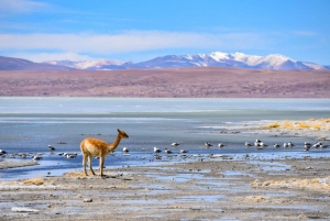 La Paz:4day excursion toSan Pedro de Atacama with salt flats