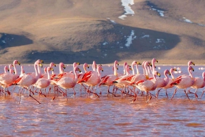 La Paz:4 päivän retki San Pedro de Atacamaan, jossa on suolatasankoja.