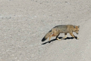 La Paz: 5-daagse zoutvlakten van Uyuni met de bus