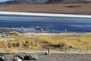 La Paz : 5 jours de visite des plaines salées d'Uyuni en bus