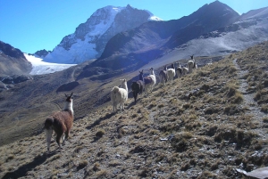 La Paz: Andesgebergte 7-daagse trektocht met Huayna Potosí beklimming
