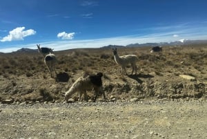La Paz : Randonnée guidée dans la montagne Charquini
