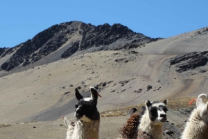 La Paz: Päiväretki 5000 metrin vuoren Serranias Allminallis