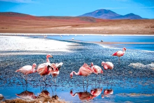 La Paz: San Pedro de Atacama excursie met zoutvlakten