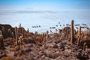 La Paz: San Pedro de Atacama excursion with salt flats