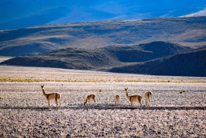 La Paz nach Uyuni über den Sajama-Nationalpark