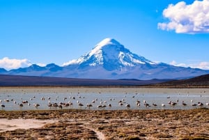 La Paz til Uyuni via Sajama nasjonalpark