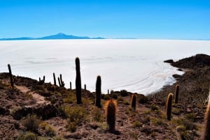 La Paz til Uyuni via Sajama National Park