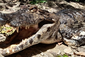 La Paz: Tur 3 dager 2 netter_Madidi/Pampas, Full Naturaleza