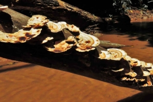 La Paz: Tur 3 dager 2 netter_Madidi/Pampas, Full Naturaleza