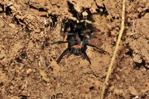 La Paz: Tur 3 dager 2 netter_Madidi/Pampas, Full Naturaleza