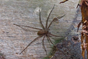 La Paz: Tur 3 dager 2 netter_Madidi/Pampas, Full Naturaleza