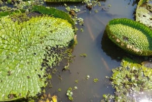 LA PAZ: TOUR 3 GIORNI 2 NOTTI RURRENABAQUE_MADIDI SELVA