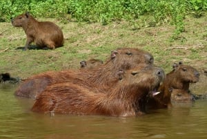 LA PAZ: TUR 3 DAGAR 2 NÄTTER RURRENABAQUE_MADIDI SELVA