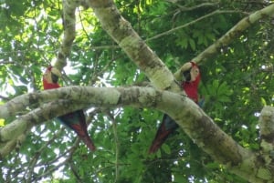 LA PAZ: TUR 3 DAGAR 2 NÄTTER RURRENABAQUE_MADIDI SELVA