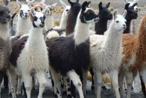 Excursión a La Paz: Condoriri -Pico Austria - Huayna Potosí 5 DÍAS