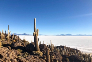 La Paz: Uyuni Salt Flat och Incahuasi Island |5 dagar | med buss