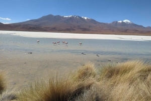 La Paz: Zoutvlakten van Uyuni en Incahuasi eiland 5 dagen met de bus