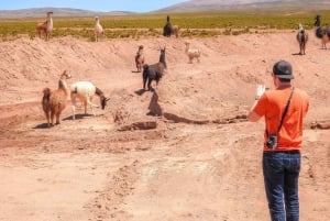 La Paz: Uyuni Salt Flats & Isla Incahuasi 5 päivän bussikiertomatka