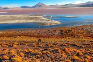 La Paz: Uyuni Salt Flats & Isla Incahuasi 5 päivän bussikiertomatka