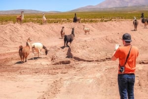 La Paz: Uyuni-zoutvlakten & San Pedro de Atacama 3-daagse tour