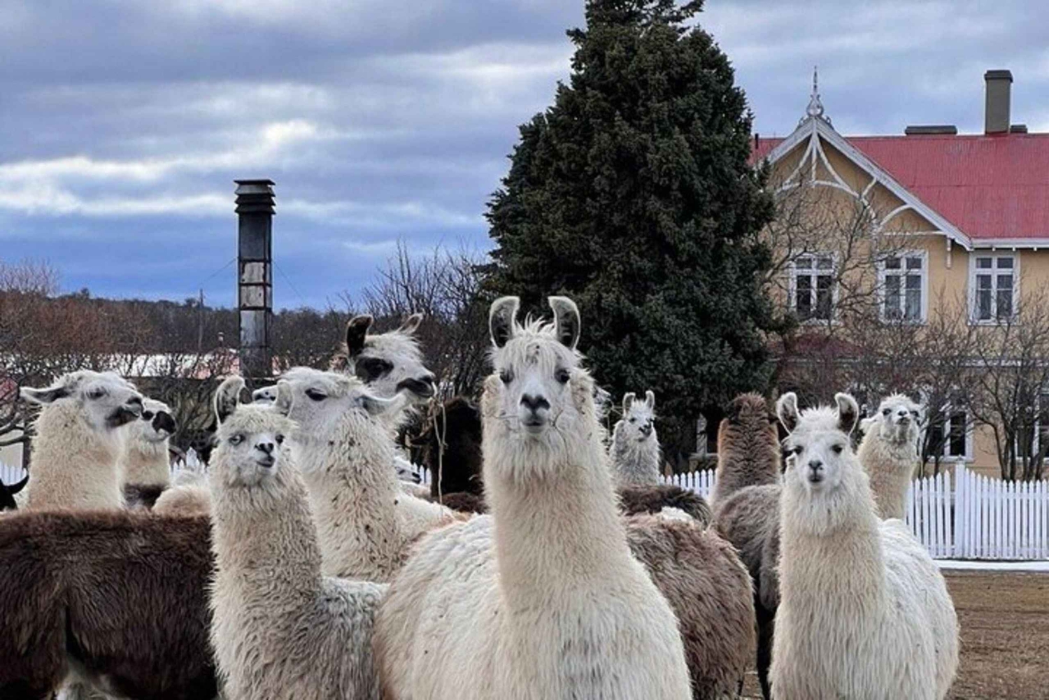 Laguna Blanca: Excursión a la Estancia con Almuerzo de Cordero