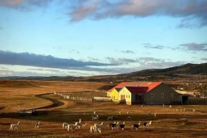 Laguna Blanca: Estancia Tour with Lamb Lunch