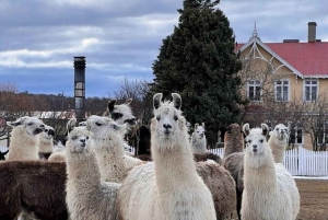 Laguna Blanca: Excursión a la Estancia con Almuerzo de Cordero